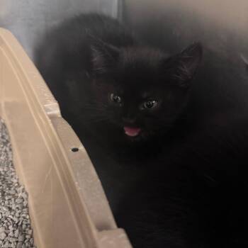 KiKi -  Domestic Short Hair Cat for Adoption in South Haven, Michigan - KiKi | PetCurious