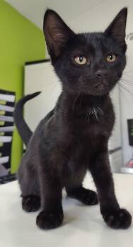 Merlin -  Domestic Short Hair Cat for Adoption in Cleveland, Tennessee - Merlin | PetCurious