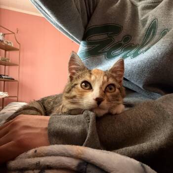 Domestic Short Hair Cats Available for Adoption - Trudy 2 | PetCurious