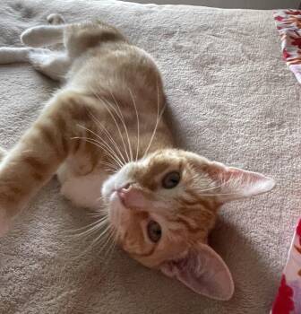 Korn -  Domestic Short Hair Cat for Adoption in Raymond, Washington - Korn | PetCurious