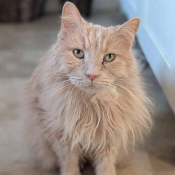 Phoenix -  Domestic Medium Hair Cat for Adoption in Harrisonburg, Virginia - Phoenix | PetCurious
