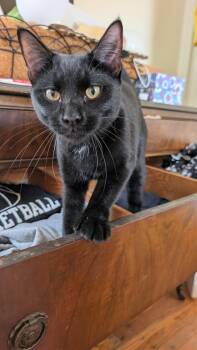 Luna -  Domestic Short Hair Cat for Adoption in Philadelphia, Pennsylvania - Luna | PetCurious