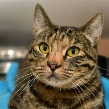 Marnie -  Domestic Short Hair Cat for Adoption in Ottawa, Kansas - Marnie | PetCurious