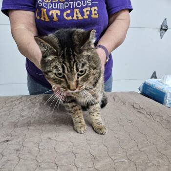 Domestic Short Hair Cats Available for Adoption - Momma | PetCurious