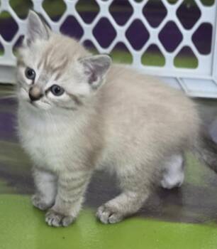 Siamese Cats Available for Adoption in Anna, Illinois - Athena | PetCurious