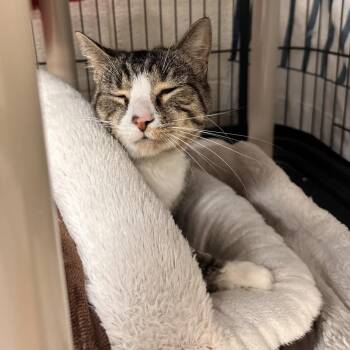 Disco -  Domestic Short Hair Cat for Adoption in Rocky Mount, Virginia - Disco | PetCurious