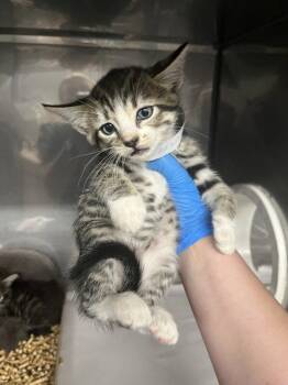MINDY -  Domestic Short Hair Cat for Adoption in Woodland, California - MINDY | PetCurious