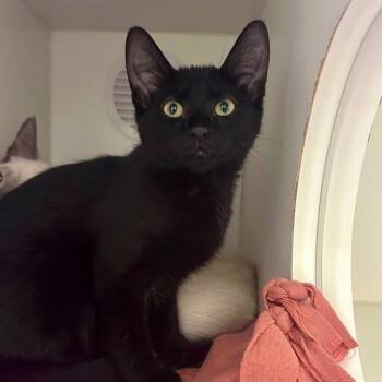 Hadjar -  Domestic Short Hair Cat for Adoption in Walnut Creek, California - Hadjar | PetCurious