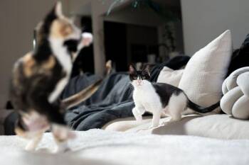 Hiccup 0247 -  Domestic Short Hair Cat for Adoption in Dallas, Texas - Hiccup 0247 | PetCurious