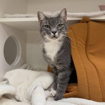 Summer -  Domestic Short Hair Cat for Adoption in Philadelphia, Pennsylvania - Summer | PetCurious