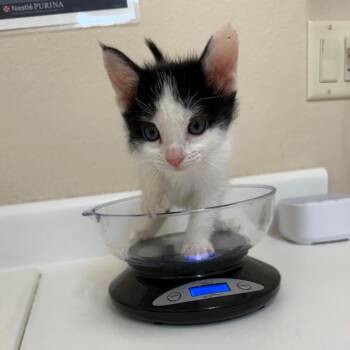 Dazzle -  Domestic Short Hair Cat for Adoption in Salt Lake City, Utah - Dazzle | PetCurious