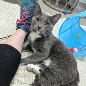 Domestic Short Hair Cats Available for Adoption in Wheaton, Illinois - Joliet Jake | PetCurious