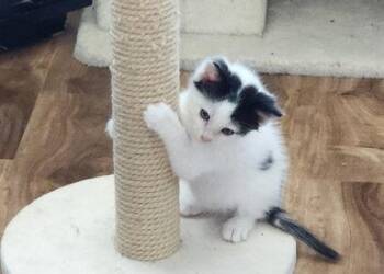 Artic -  Domestic Medium Hair and Domestic Short Hair Cat for Adoption in Edgewood, New Mexico - Artic | PetCurious
