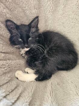Murder Mittens -  Domestic Short Hair Cat for Adoption in Kennewick, Washington - Murder Mittens | PetCurious