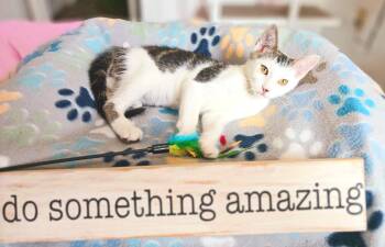 Dax Anthony -  American Shorthair and Bengal Cat for Adoption in Miami, Arizona - Dax Anthony | PetCurious