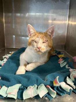 Rescue Domestic Short Hair Cats for Adoption in Antioch, California - Kusari | PetCurious