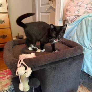 Domestic Short Hair Cats Available for Adoption in Philadelphia, Pennsylvania - Blackberry | PetCurious