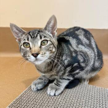 Lois -  Domestic Short Hair Cat for Adoption in Agoura Hills, California - Lois | PetCurious