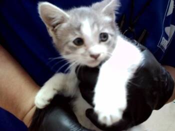 TINKA -  Domestic Short Hair Cat for Adoption in Martinez, California - TINKA | PetCurious