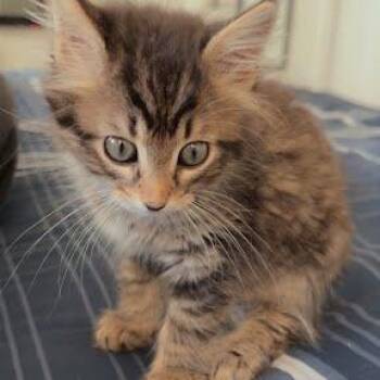 Poki -  Domestic Medium Hair Cat for Adoption in Charlottesville, Virginia - Poki | PetCurious