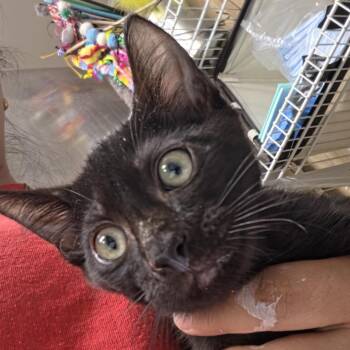 Astronaut -  Domestic Short Hair Cat for Adoption in Leander, Texas - Astronaut | PetCurious