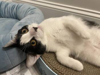 Domestic Short Hair Cats Available for Adoption - Edgar | PetCurious