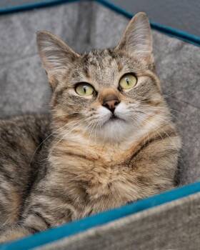 Domestic Short Hair Cats Available for Adoption - Hot Pocket | PetCurious