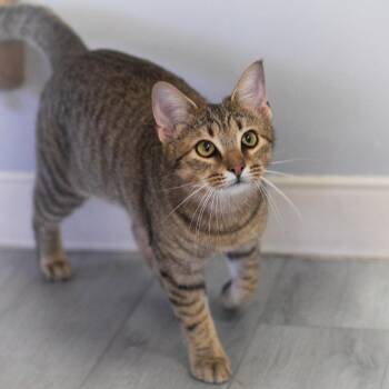 Domestic Short Hair Cats Available for Adoption in St. Augustine, Florida - Milo | PetCurious