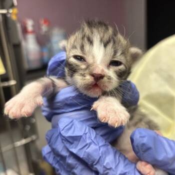 Multnomah -  Domestic Medium Hair Cat for Adoption in Salt Lake City, Utah - Multnomah | PetCurious