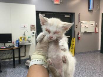 A1924167 -  Siamese Cat for Adoption in Thousand Palms, California - A1924167 | PetCurious