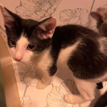 Military Jet -  Domestic Short Hair Cat for Adoption in Rocky Mount, Virginia - Military Jet | PetCurious