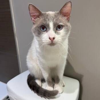 Jellyfish -  Siamese Cat for Adoption in Lions Bay, British Columbia - Jellyfish | PetCurious