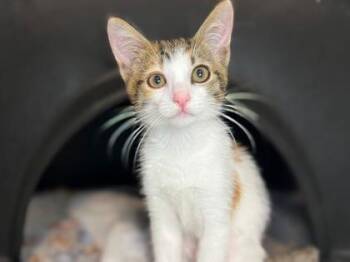 Cali The Third @Petsmart Walker Rd -  Domestic Short Hair Cat for Adoption in Newberg, Oregon - Cali The Third @Petsmart Walker Rd | PetCurious