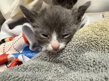 Domestic Short Hair Cats Available for Adoption in Thousand Palms, California - RITA | PetCurious