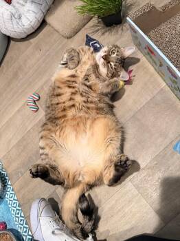 Domestic Short Hair Cats Available for Adoption - Dolly | PetCurious