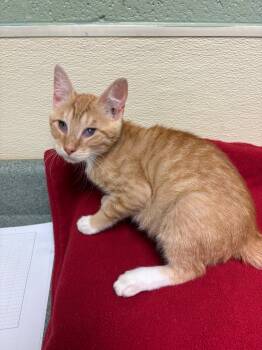 Rescue Domestic Short Hair Cats for Adoption in Ellijay, Georgia - Alex | PetCurious