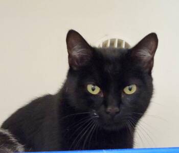 Domestic Short Hair Cats Available for Adoption - Linkin | PetCurious