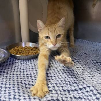 Rescue Domestic Short Hair Cats for Adoption in Austin, Texas - Tabbetha | PetCurious