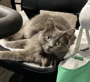 Misha -  Domestic Long Hair Cat for Adoption in Las Vegas, Nevada - Misha | PetCurious