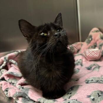 Prosecco -  Domestic Short Hair Cat for Adoption in Lakeland, Florida - Prosecco | PetCurious
