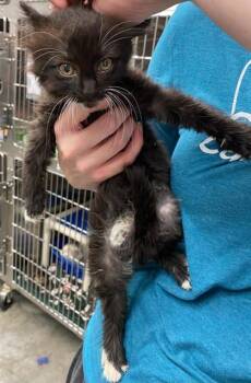 Daffodil -  Domestic Long Hair and Domestic Short Hair Cat for Adoption in Bowling Green, Kentucky - Daffodil | PetCurious