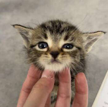 Viper -  Domestic Short Hair Cat for Adoption in Bemidji, Minnesota - Viper | PetCurious