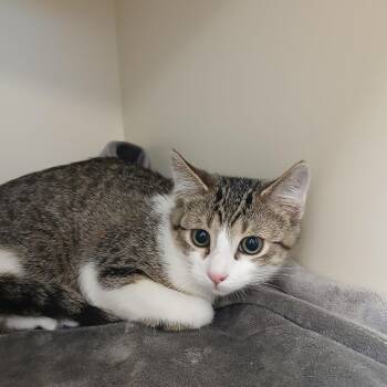 Twiggy -  Domestic Short Hair Cat for Adoption in Cody, Wyoming - Twiggy | PetCurious