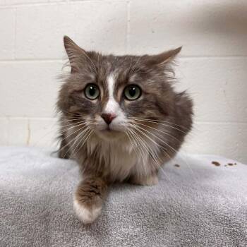 Domestic Medium Hair Cats Available for Adoption in Lyndhurst, Virginia - SVAS-Stray-38528 | PetCurious