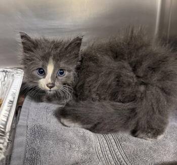 Nf-24 Cauldron -  Domestic Long Hair Cat for Adoption in Lawrenceville, Georgia - Nf-24 Cauldron | PetCurious