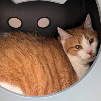 Cheeto -  Domestic Short Hair Cat for Adoption in Titusville, Florida - Cheeto | PetCurious
