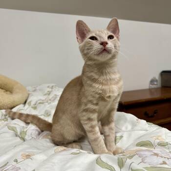Dwight -  Domestic Short Hair Cat for Adoption in Richmond, Virginia - Dwight | PetCurious