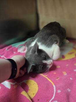Nelson -  Domestic Short Hair Cat for Adoption in Westland, Michigan - Nelson | PetCurious