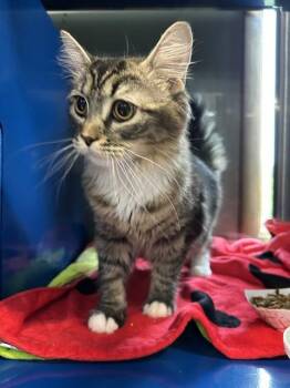 TILLY -  Domestic Long Hair Cat for Adoption in Westminster, Maryland - TILLY | PetCurious
