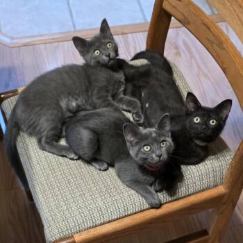 Iggy -  Domestic Short Hair Cat for Adoption in Santa Rosa, California - Iggy | PetCurious